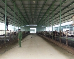 Công ty CP Chăn nuôi Bình Hà: Cam kết một đằng, làm một nẻo